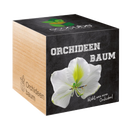 Feel Green ecocube - Albero Orchidea - 1 pz.