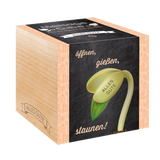Feel Green Message Cube - Tanti Auguri