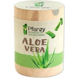 Feel Green Pflanzy "Aloe Vera"