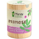 Feel Green Pflanzy "mimoza"