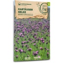 Bio Wildblume Karthäuser Nelke