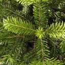 Set di Coltivazione - Il tuo Albero di Natale 2029
