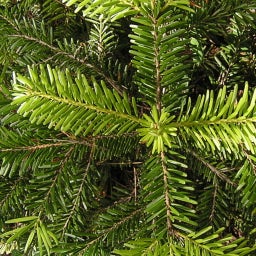 Set di Coltivazione - Il tuo Albero di Natale 2029